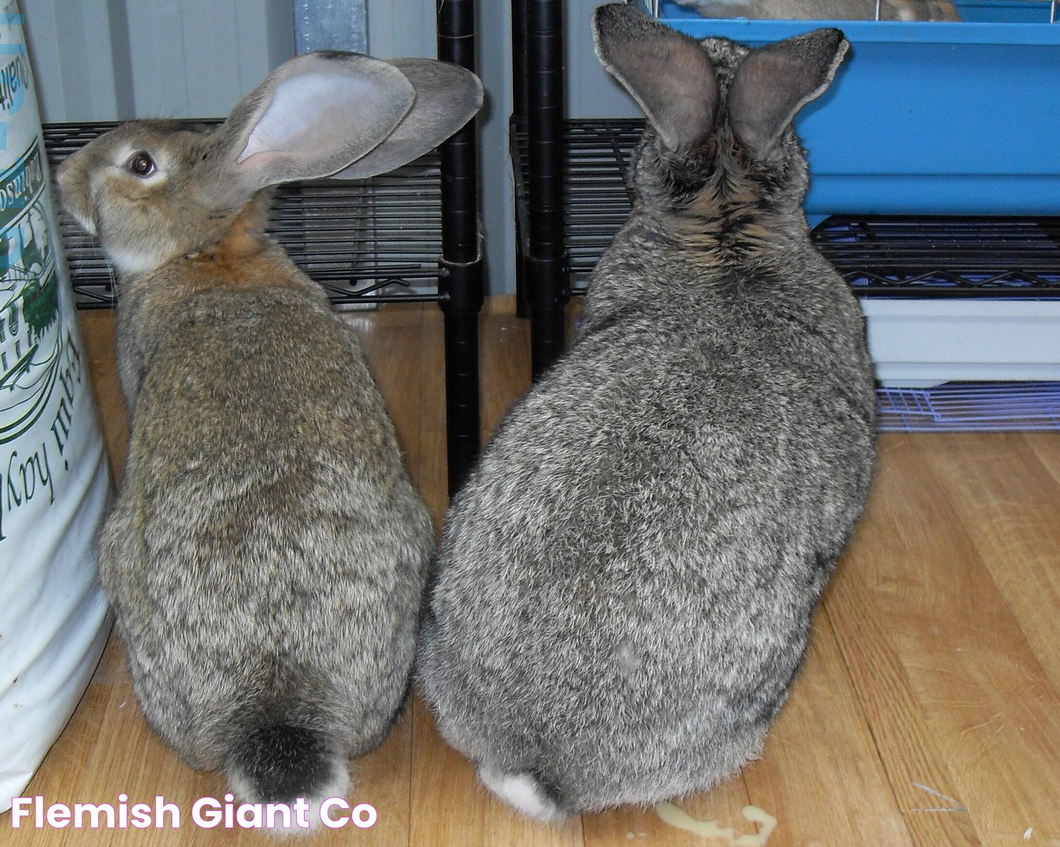 The Ultimate Guide To Flemish Giant Rabbits: Care, Facts, And FAQs